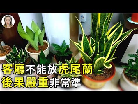 水耕虎尾蘭風水|誰適合在卧室擺放水耕虎尾蘭？